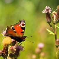 Biodiversité